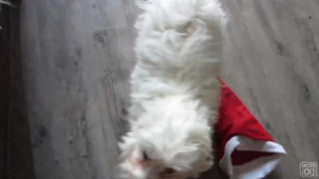 DOG ADOPTS BABY!