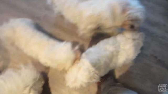 DOG PREGNANT AGAIN?!