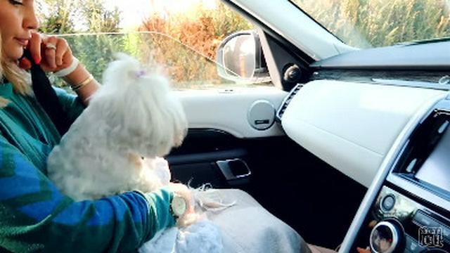EMERGENCY VET - DOG BROKE HER BACK :(