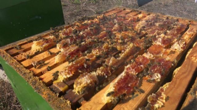 El Silencio de las Abejas