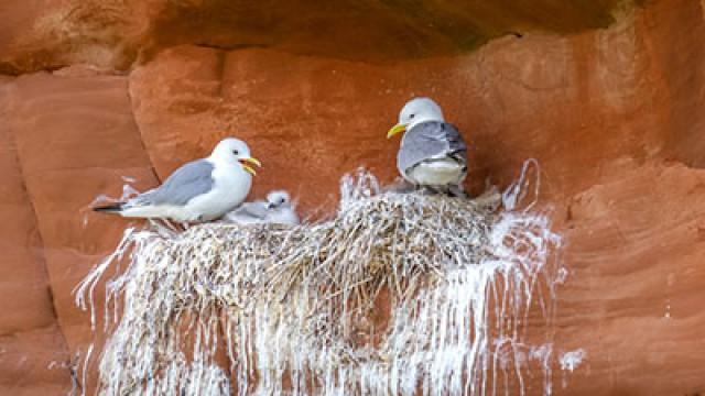 Des plumes sur les dunes