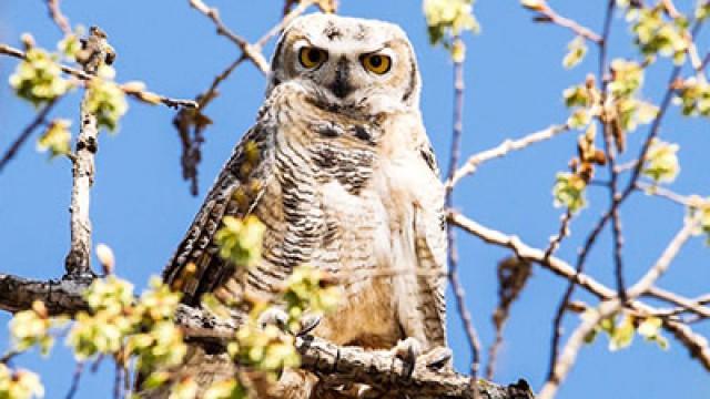 Des oiseaux en villes