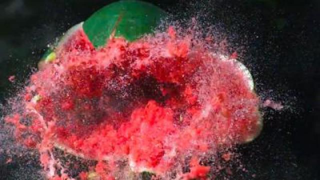 POTATO GUN vs. WATERMELON in SLOW MOTION