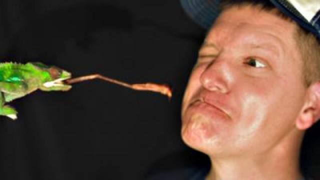 A Chameleon Tongue Crushing Crickets in Slow Motion (20,000 fps)