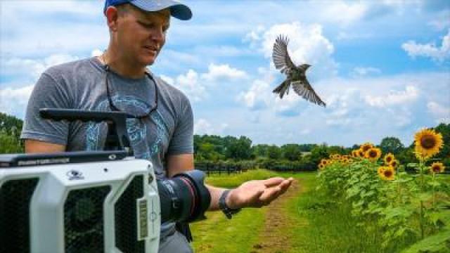 Bird Taking Off at 20,000 fps (213 milliseconds)