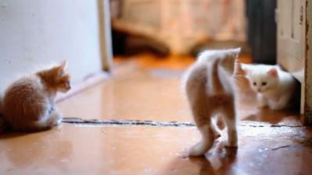 Secret Science of Cat Videos