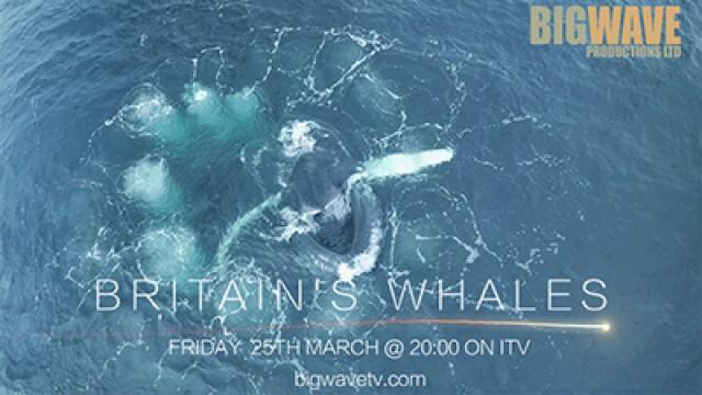 Britain's Whales
