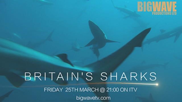 Britain's Sharks