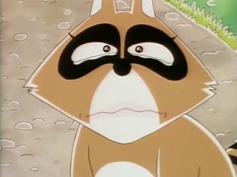 Gentle Raccoon