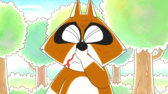 Raccoon Won't Stop