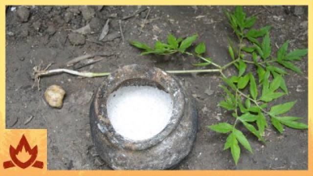 Polynesian Arrowroot Flour