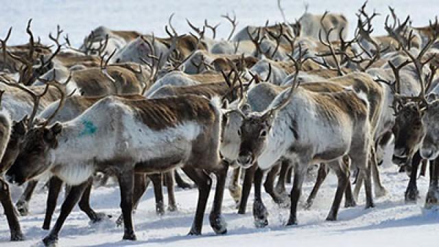 The Great Reindeer Migration