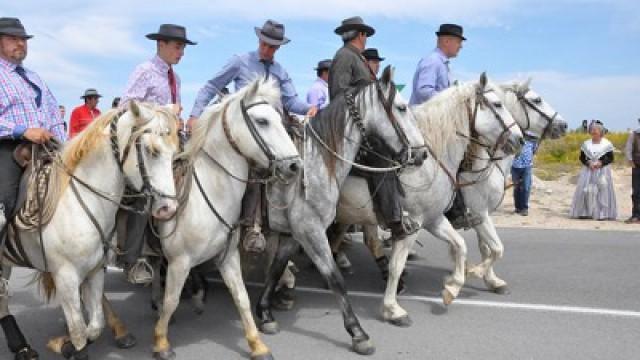 Die wilden Stiere der Camargue