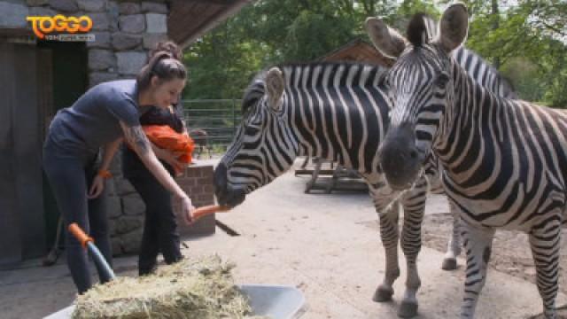 Zoo