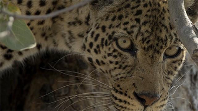 Leopard's Rock