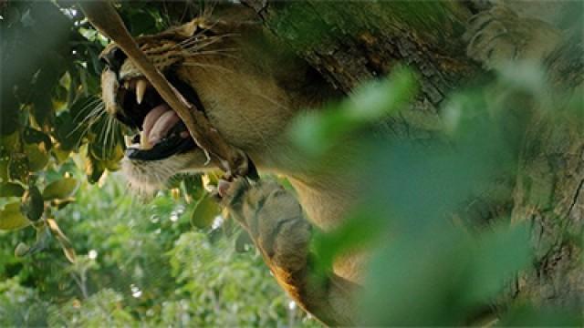 Mother of Lions