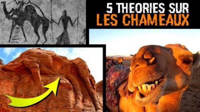 5 THÉORIES SUR LES CHAMEAUX