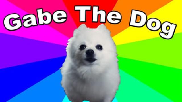 Gabe The Dog