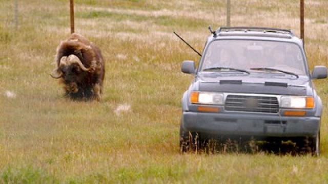 The Great Musk-Ox Roundup