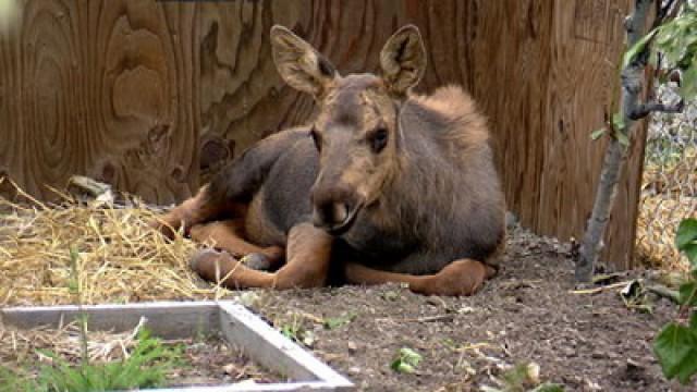 Set Loose a Moose
