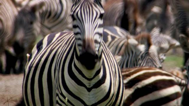 Wildebeest