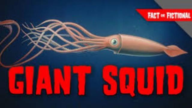 Giant Squid