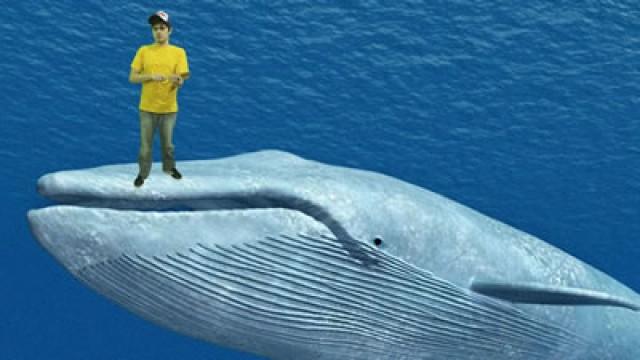 BALEIA AZUL