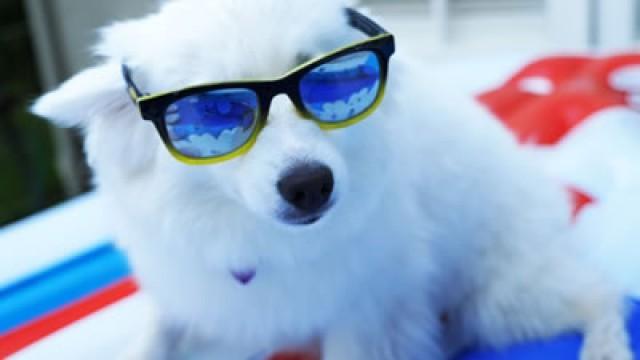 Throwing My Dogs a Better Pool Party Than Jenna Marbles
