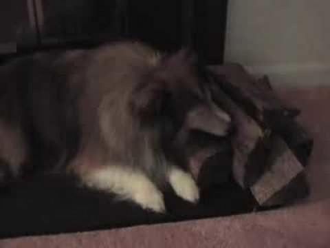 Dog Licks Wood