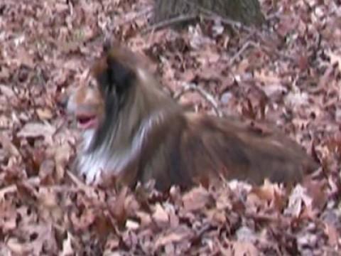 RIP Sammy
