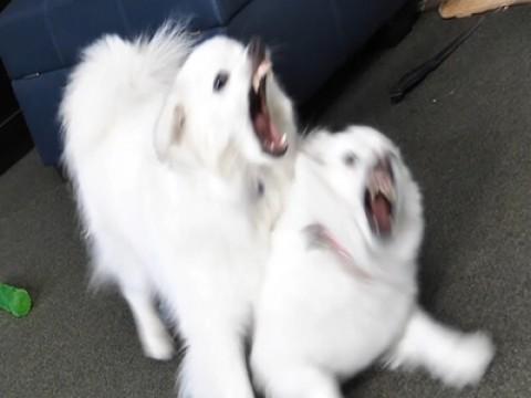 Why are these dogs fighting? (YIAY #434)