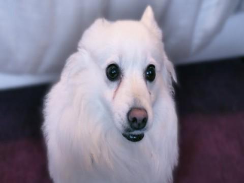 Punishing my terrible dog