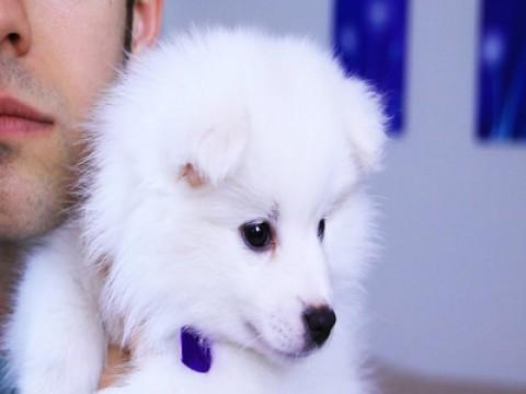 NAME MY PUPPY (YIAY #231)