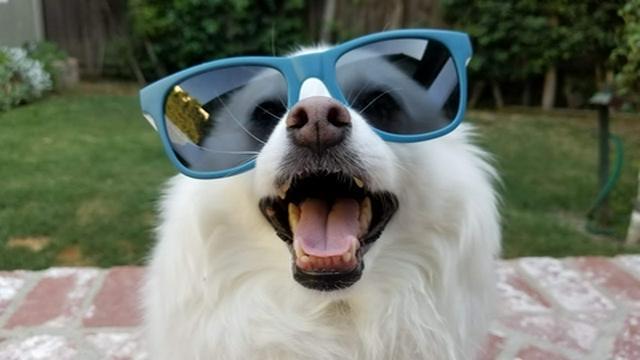 A message from my dog Klondike