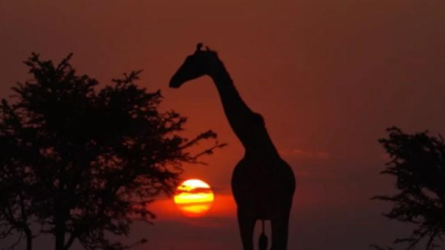 Africa