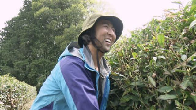 Brewing a Future for Local Tea