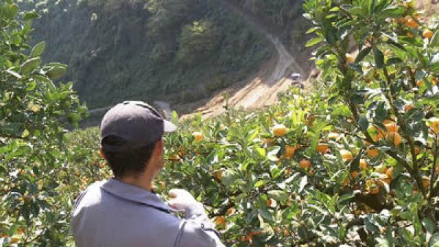 The Revival of "Mikan Valley"