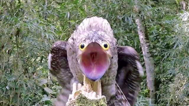Funny Face ― Common Potoo, Brazil
