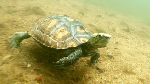Precious Neighbors ― Japanese Pond Turtle, Japan