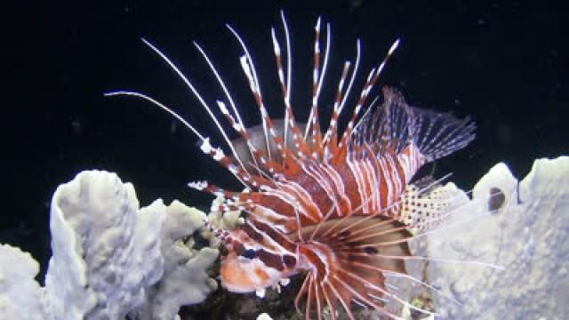 Attractive Yet Poisonous ― Spotfin Lionfish, Philippines