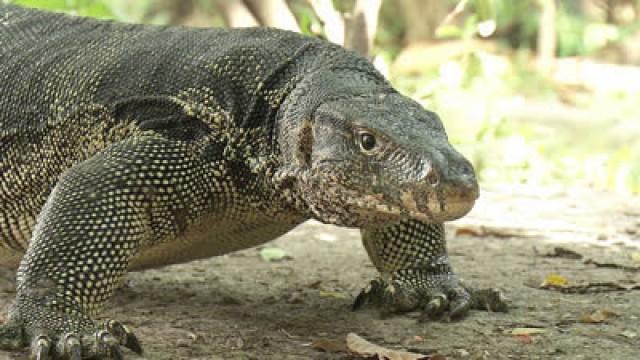 Urban Kingdom ― Water Monitor, Thailand