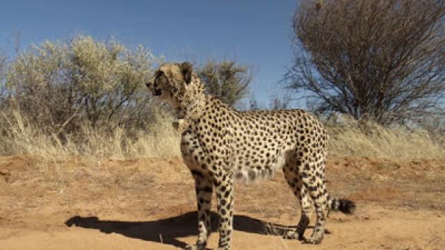 Magical Hunter ― Cheetah, Namibia