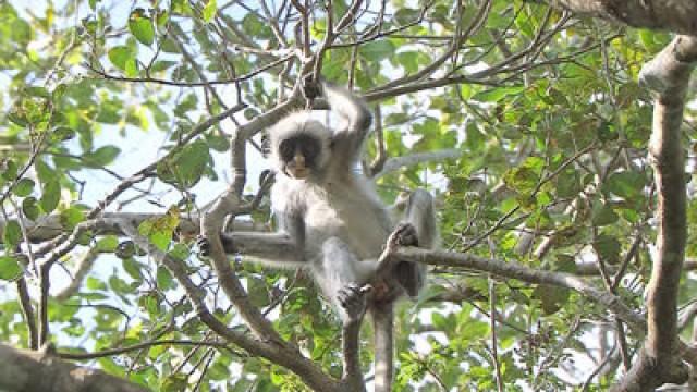 Dietary Detox ― Zanzibar Red Colobus, Tanzania