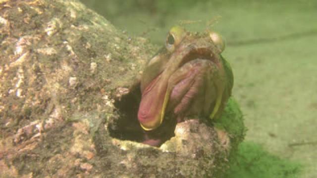 Mouthy Warrior of the Sea ― Alien Fish, Los Angeles, USA