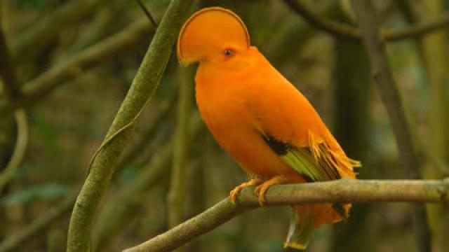 Taking Center Stage ― Cock of the Rock, Suriname