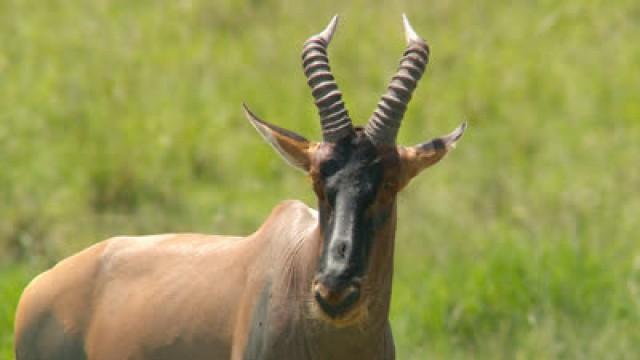 Matchmaking Party ― Topi, Kenya