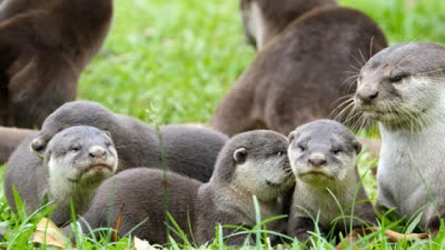 Living the City Life ― Otter, Singapore