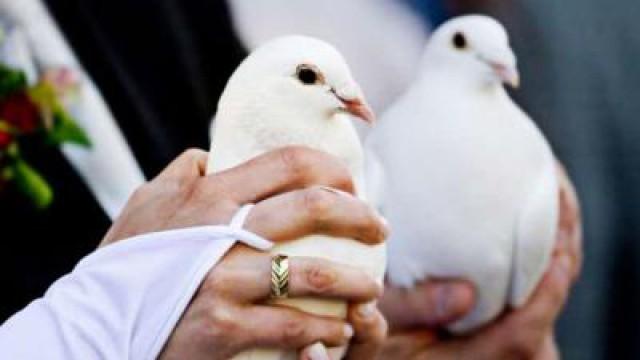 This Isn't a Dove! RIF 95