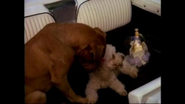 Tequila and Bonetti: Tale of the Dragon