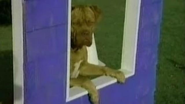 Tequila and Bonetti: Fetch This, Pal